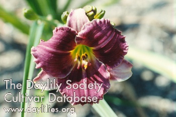 Daylily Siloam Art Work